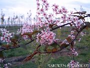    ,   , , ,   ,  Prunus Padus 