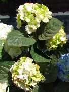     ,   , , ,   ,  Hydrangea hortensis 