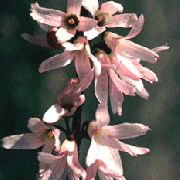      ( ) ,   , , ,   ,  Abeliophyllum distichum 