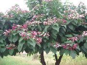     ,   , , ,   ,  Clerodendrum trichotomum 