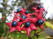     ,   , , ,   ,  Clerodendrum trichotomum 