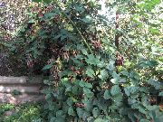    ,   , , ,   ,  Rubus fruticosus 