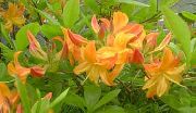     ,   , , ,   ,  Rhododendron 
