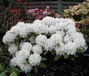     ,   , , ,   ,  Rhododendron 
