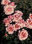    ,   , , ,   ,  Rose grandiflora 