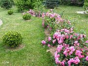     ,   , , ,   ,  Rose-Ground-Cover 