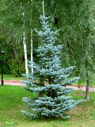     , ,   ,   ,  Picea pungens  