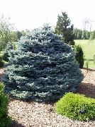     , ,   ,   ,  Picea pungens  