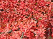      , ,   ,   ,  Cotoneaster horizontalis 