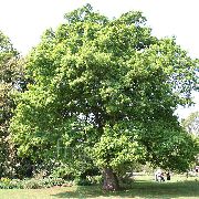     , ,   ,   ,  Quercus  
