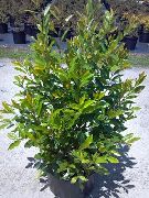     , ,   ,   ,  Prunus caroliniana 