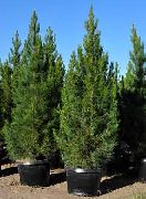     , ,   ,   ,  Pinus eldarica 