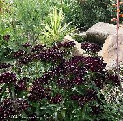      , ,   ,  Dianthus barbatus 