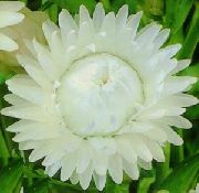      , ,   ,  Helichrysum bracteatum 