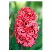     , ,   ,  Hyacinthus 
