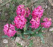     , ,   ,  Hyacinthus 