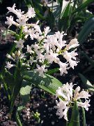     , ,   ,  Hyacinthella pallasiana 
