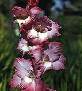     () , ,   ,  Gladiolus 