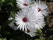      ( ) , ,   ,  Dorotheanthus (Mesembryanthemum)  