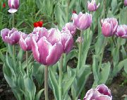     , ,   ,  Tulipa  