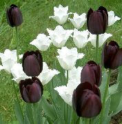     , ,   ,  Tulipa  