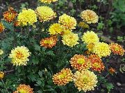      , ,   ,  Chrysanthemum 