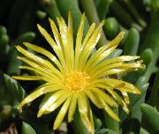      ( ) , ,   ,  Mesembryanthemum crystallinum 