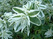      ( ) , ,   ,  Euphorbia marginata 