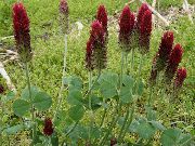      , ,   ,  Trifolium rubens  