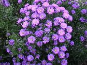   Aster