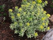   -   , ,   ,  Euphorbia polychroma - 