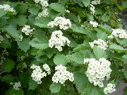  (Crataegus L.)