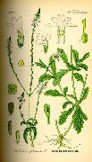    (Verbena officinalis l.)