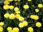   (Taraxacum officinale Web. )