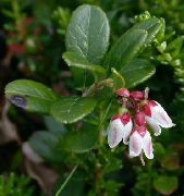    (Vaccinium vitis-idaea L.)