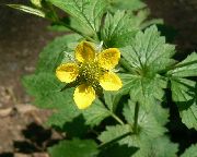   (Geum urbanum L.)