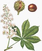   (Aesculus hippocastanum L.)