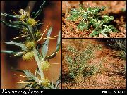   () (Xanthium spinosum L. )