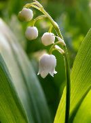    (Convallaria majalis L.)