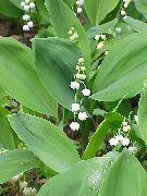    (Convallaria majalis L.)