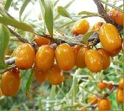   (Hippophae rhamnoides L.)