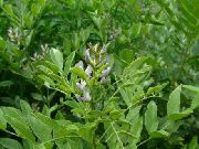  ,   () (Glycyrrhiza glabra L.)