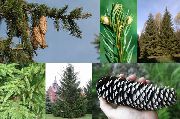   ( )  (Picea abies L.)