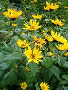  ( ,  ) (Helianthus tuberosus L.)