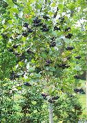  ( ) (Aronia melanocarpa)