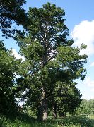    ( ) (Pinus sibirica)
