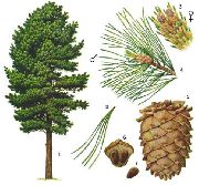    ( ) (Pinus sibirica)