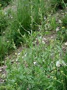    (,  ) (Sisymbrium officinale (L.))