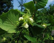   ( ) (Corylus avellana L.)