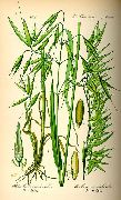    (Avena sativa L.)